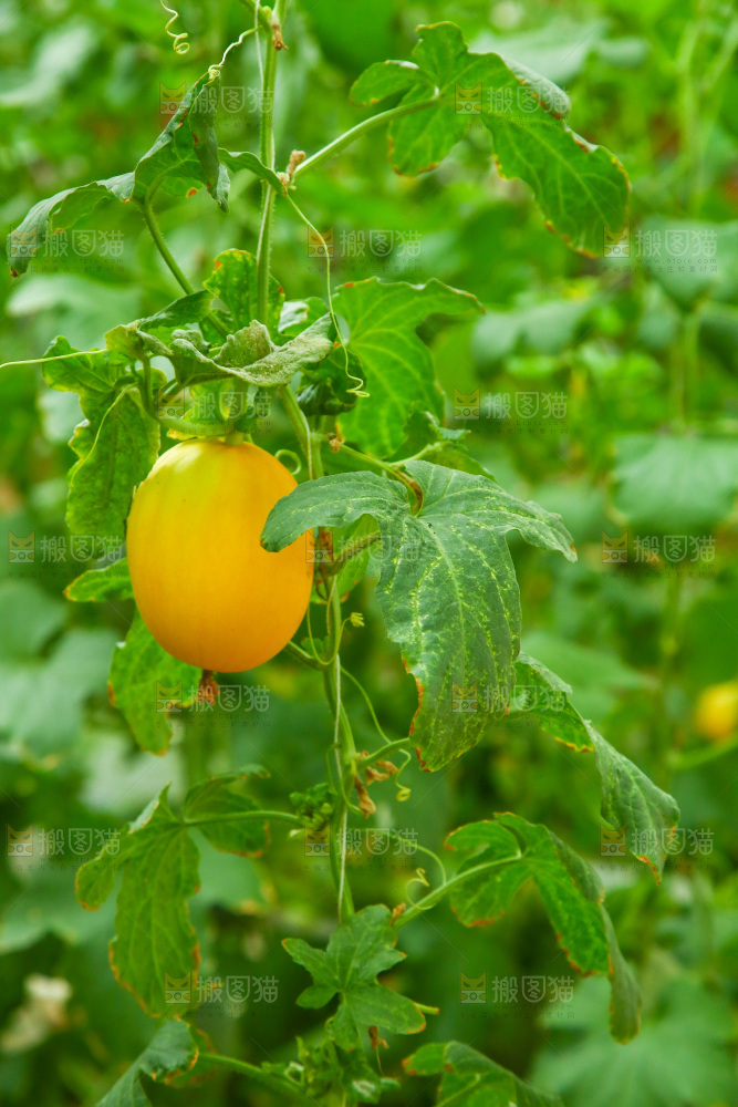 大棚里种植物的蔬菜