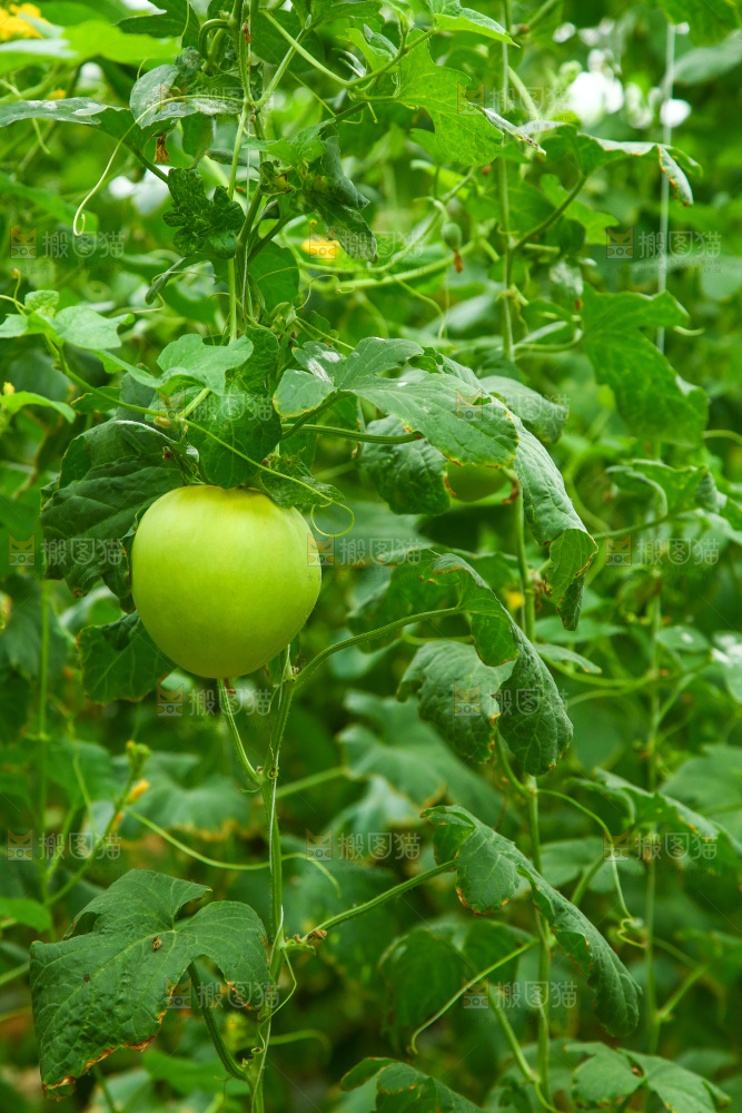 大棚里种植物的蔬菜
