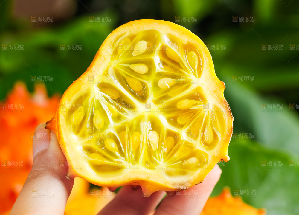 手里拿着刺角瓜