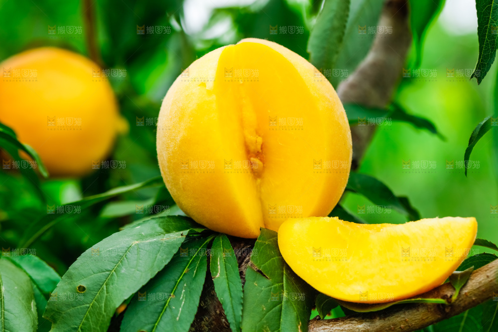 树枝上结的黄皮黄桃