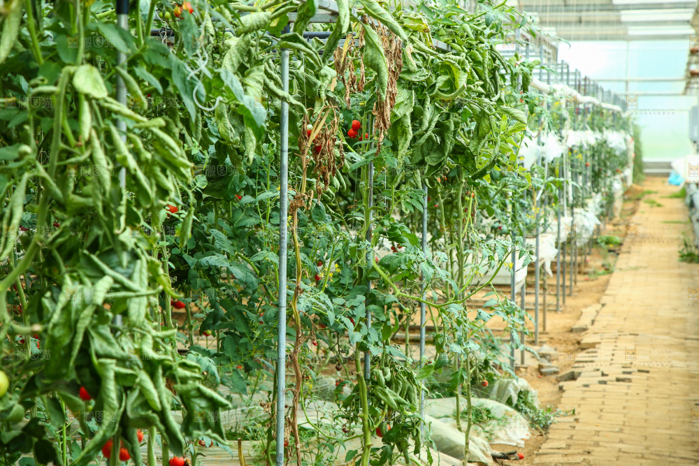 大棚里种植物的蔬菜