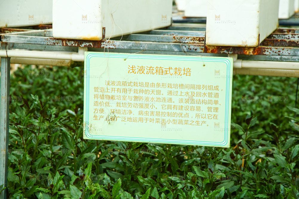 大棚里种植物的蔬菜