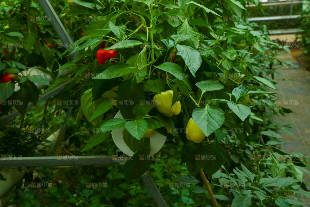 大棚里种植物的蔬菜