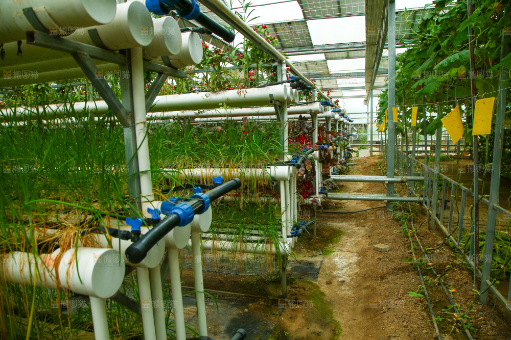 大棚里种植物的蔬菜