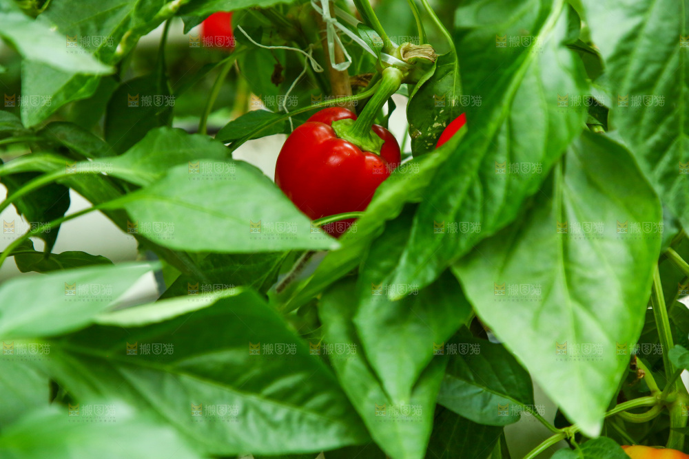 大棚里种植物的蔬菜