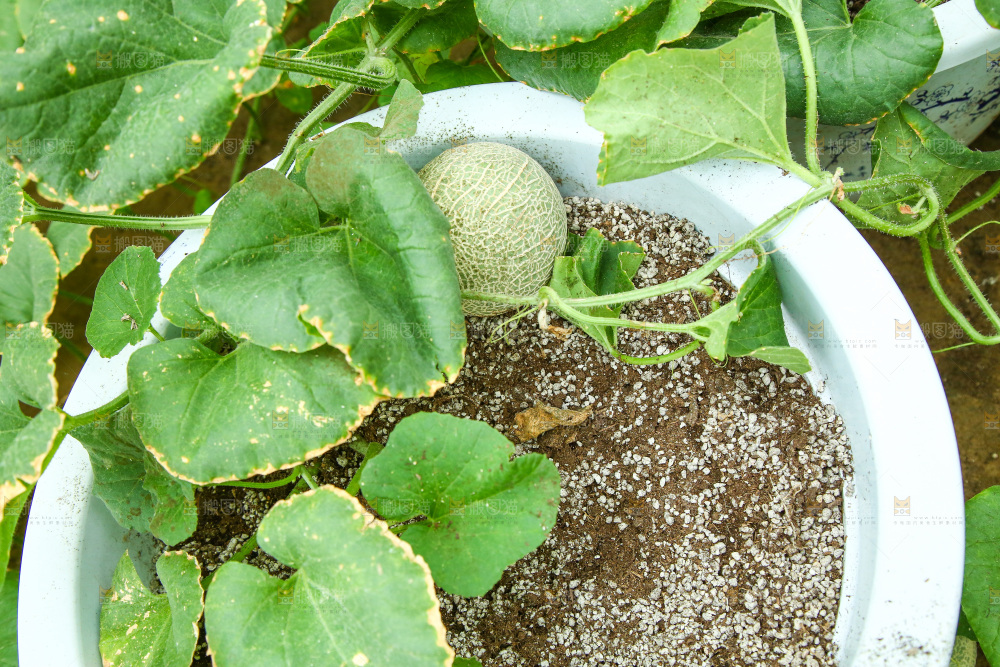 大棚里种植物的蔬菜