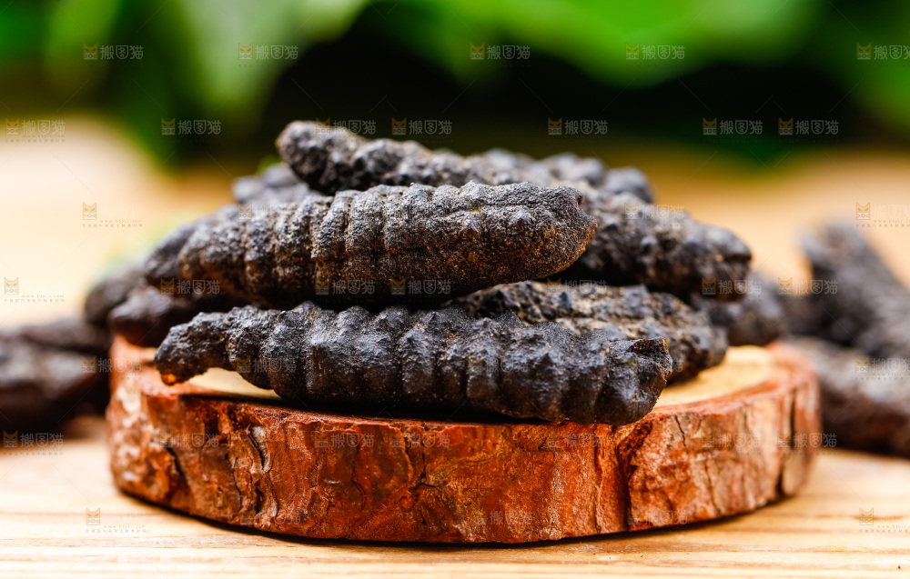 木底上摆放着海刺参