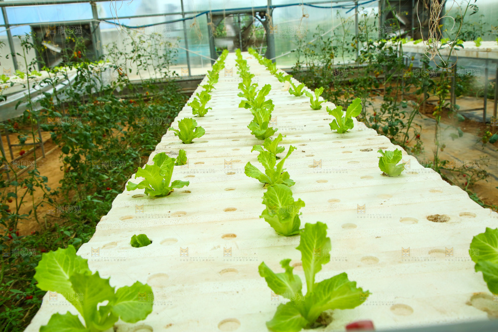大棚里种植物的蔬菜