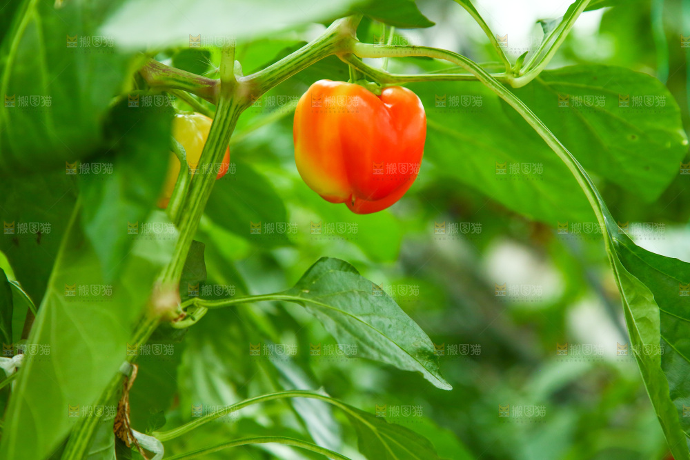 大棚里种植物的蔬菜