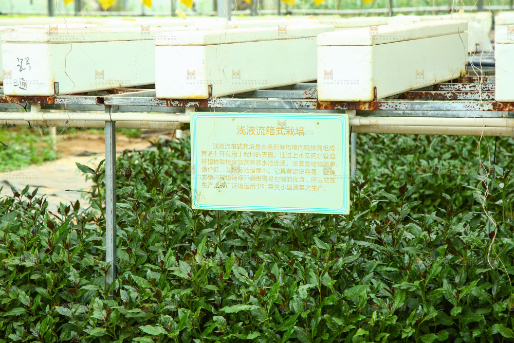 大棚里种植物的蔬菜