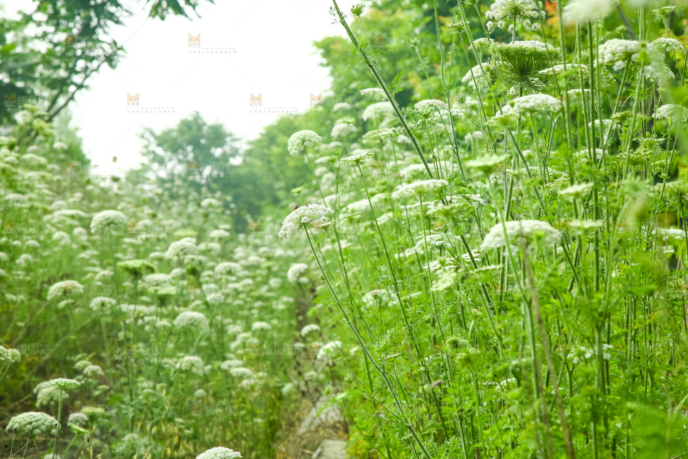 野胡萝卜花