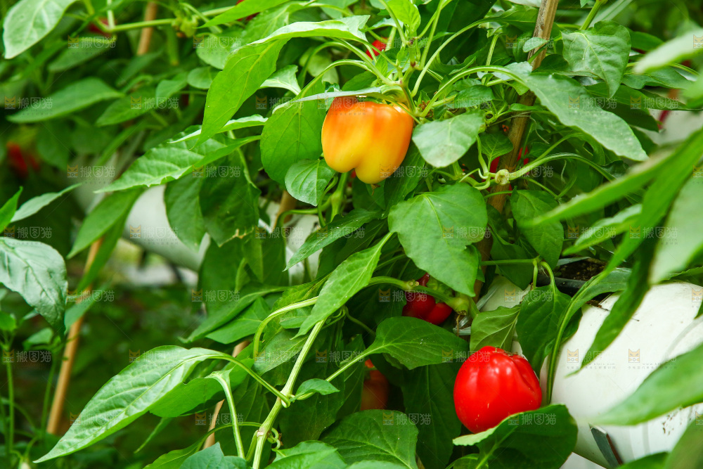 大棚里种植物的蔬菜