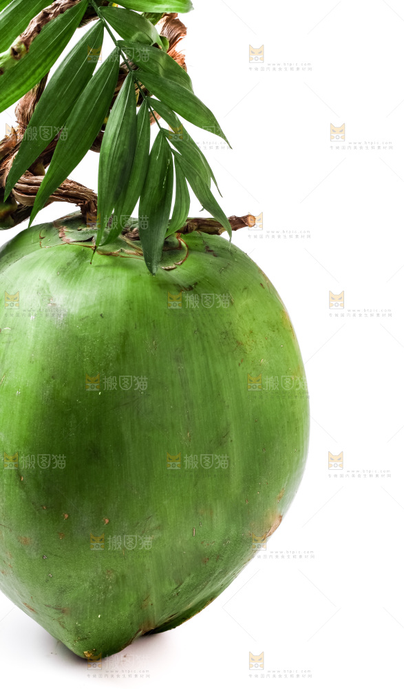 白底摆放着椰子