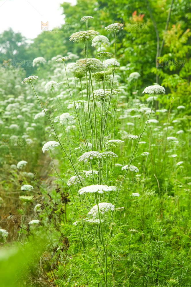 野胡萝卜花