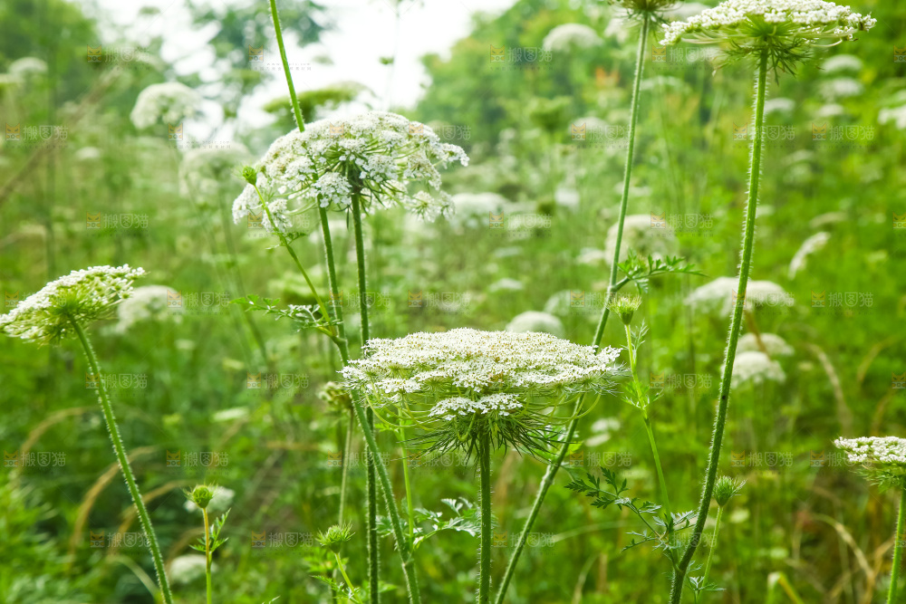 野胡萝卜花
