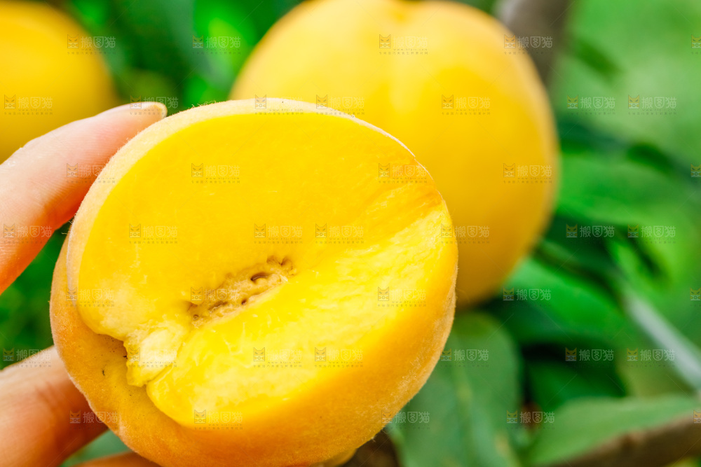 手里拿着黄肉毛桃