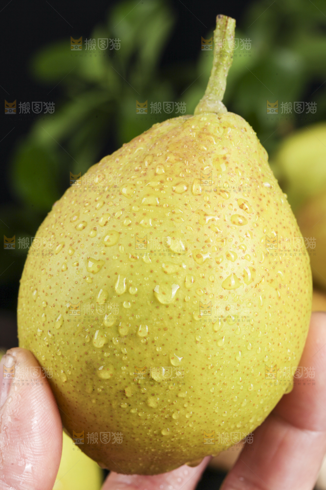 手拿新鲜酥梨