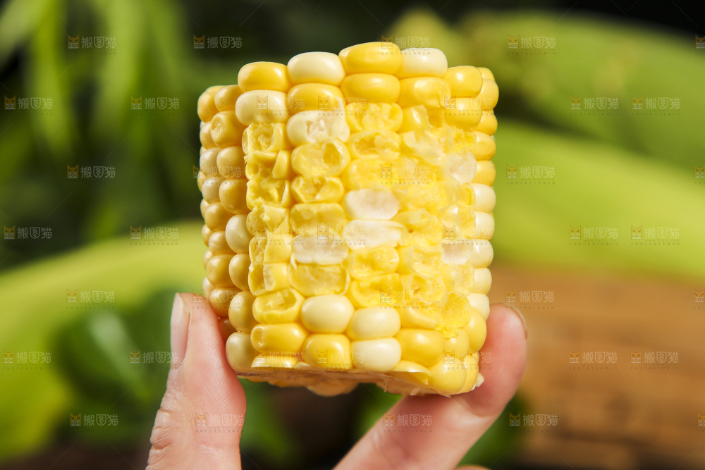 手里拿着掰的甜玉米