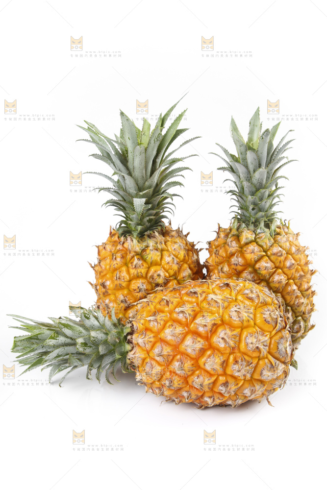 白底上的徐闻菠萝