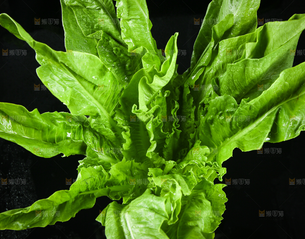 黑底上摆放着油麦菜