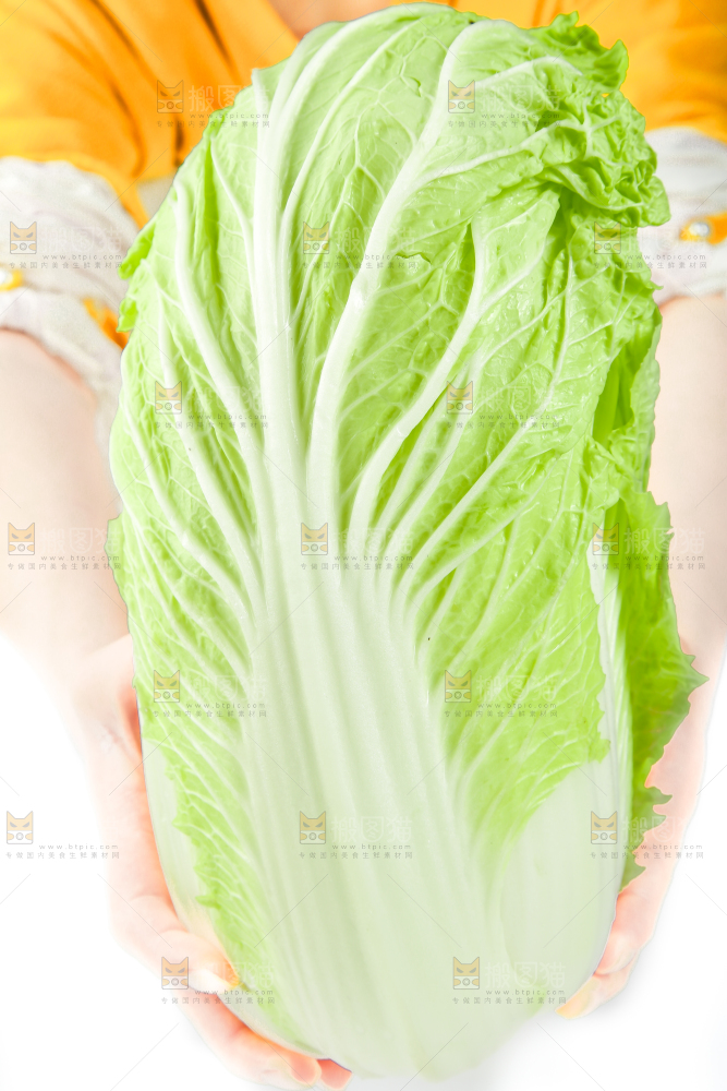手里拿着山东大白菜