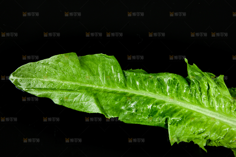 黑底上的油麦菜