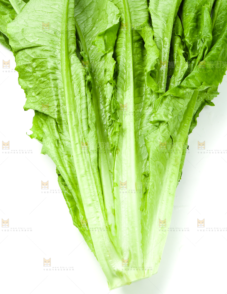 白底上的嫩油麦菜