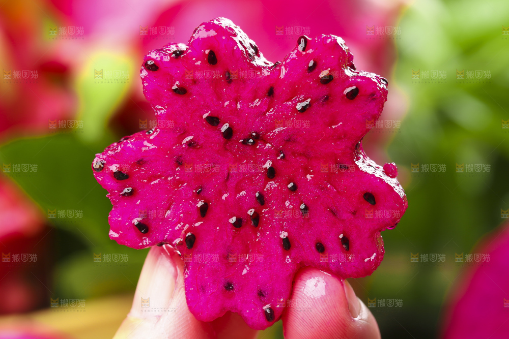 手拿着新鲜火龙果果肉