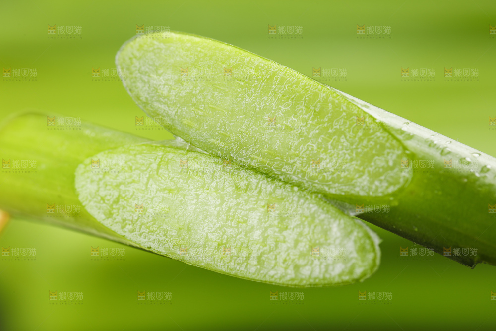 黑底上放着新鲜蒜苔
