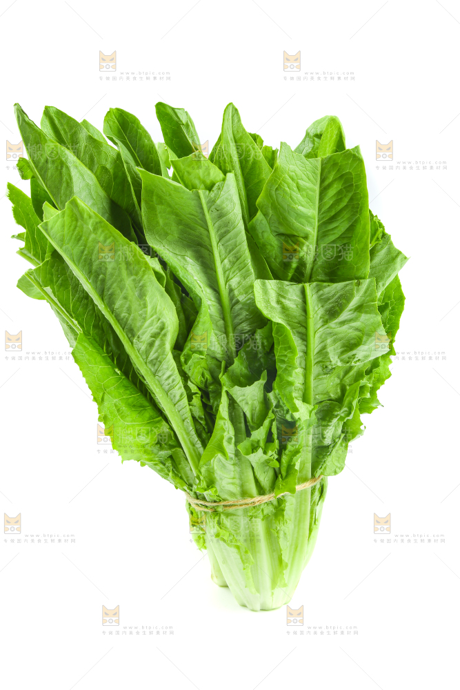 白底上摆放着油麦菜