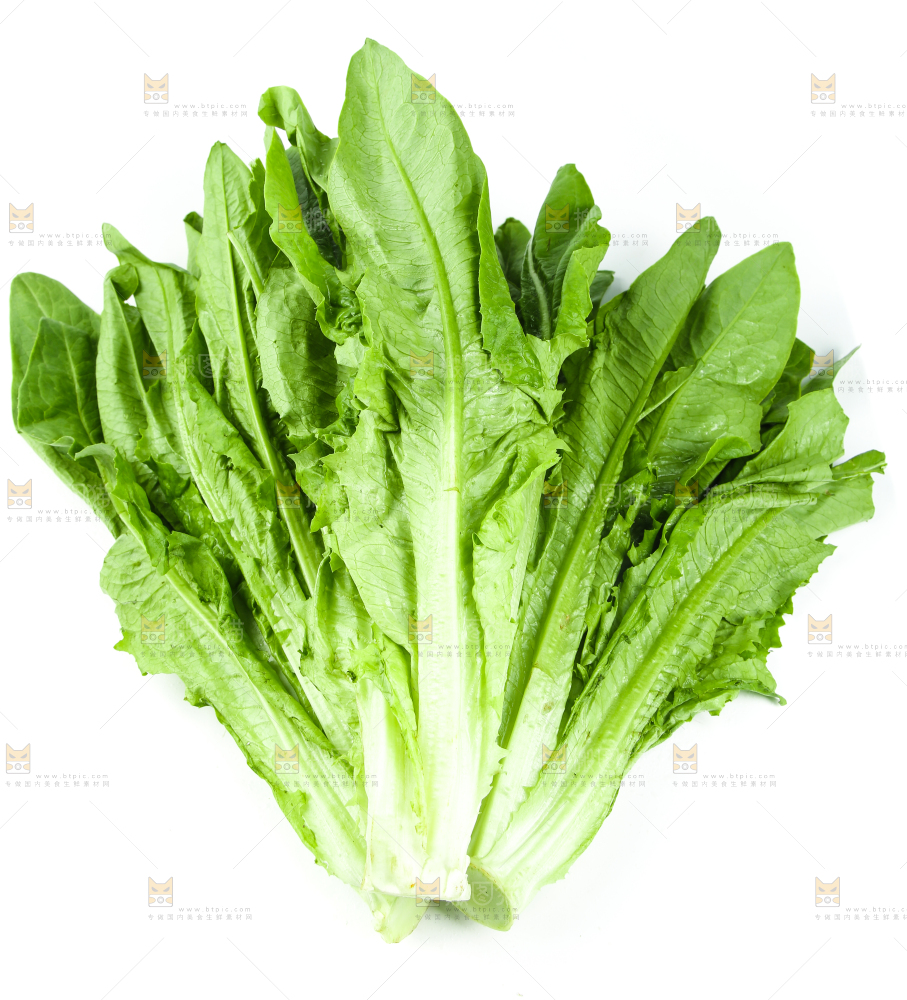白底上摆放着油麦菜