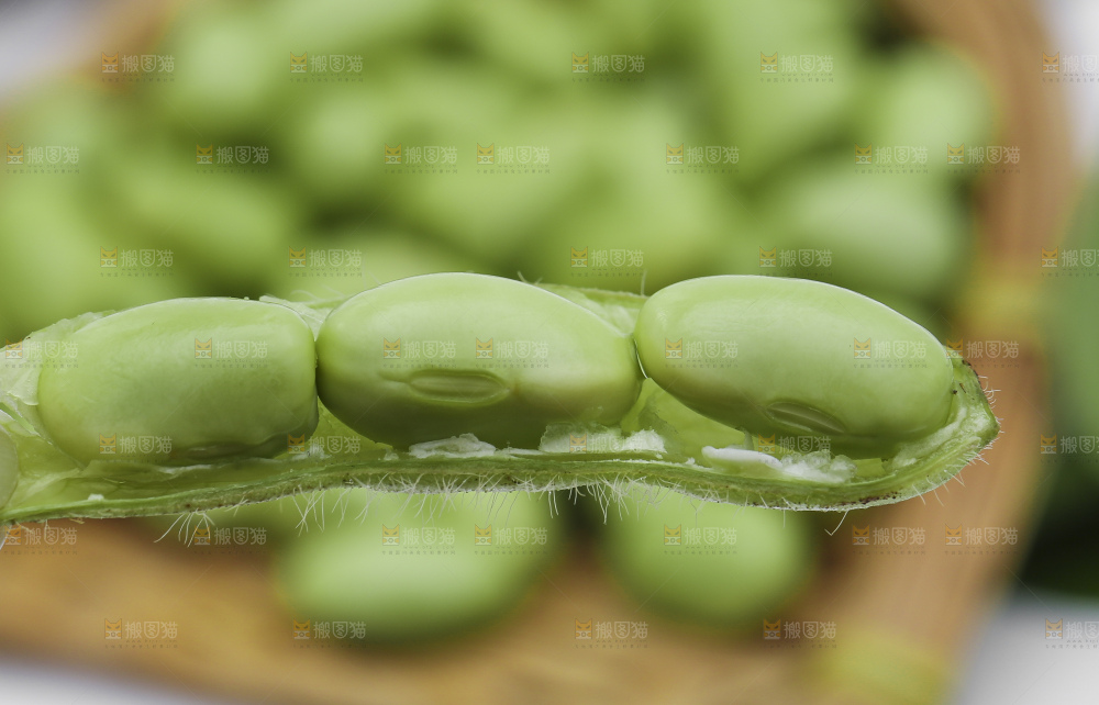 手拿新鲜毛豆