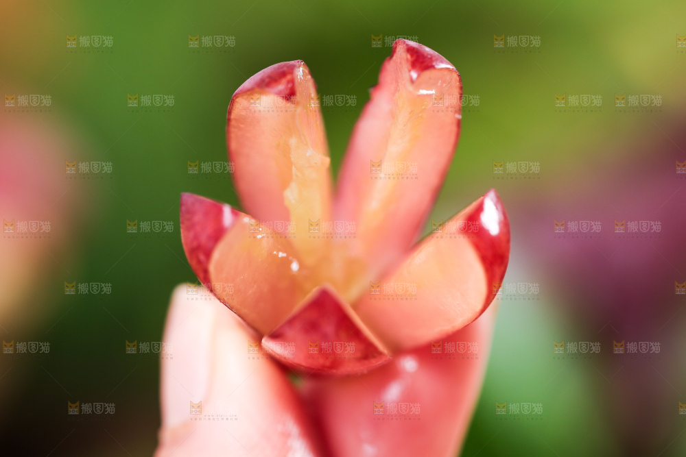 手里拿着切开的美人指葡萄