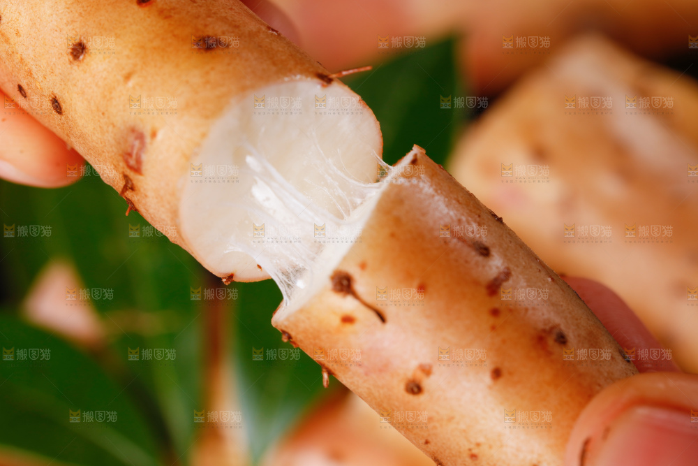 手里拿着小白嘴山药