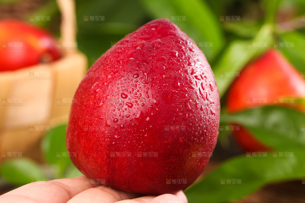 手里拿着油桃