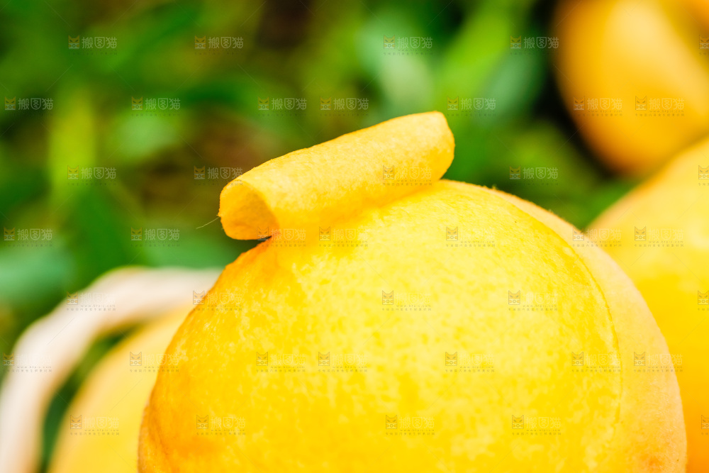 剥皮的了黄肉毛桃