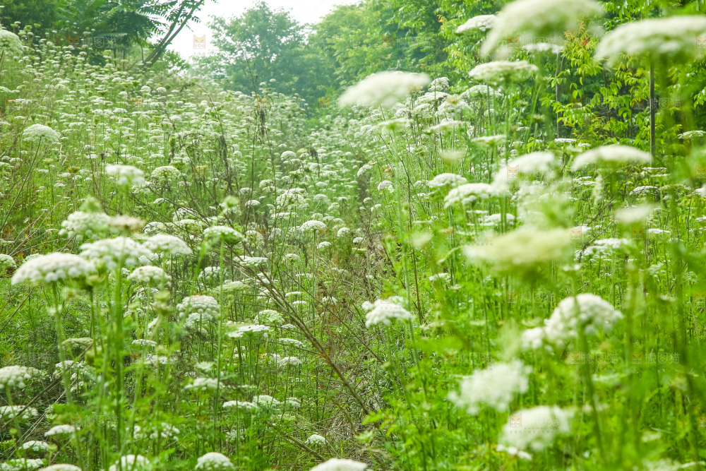 野胡萝卜花