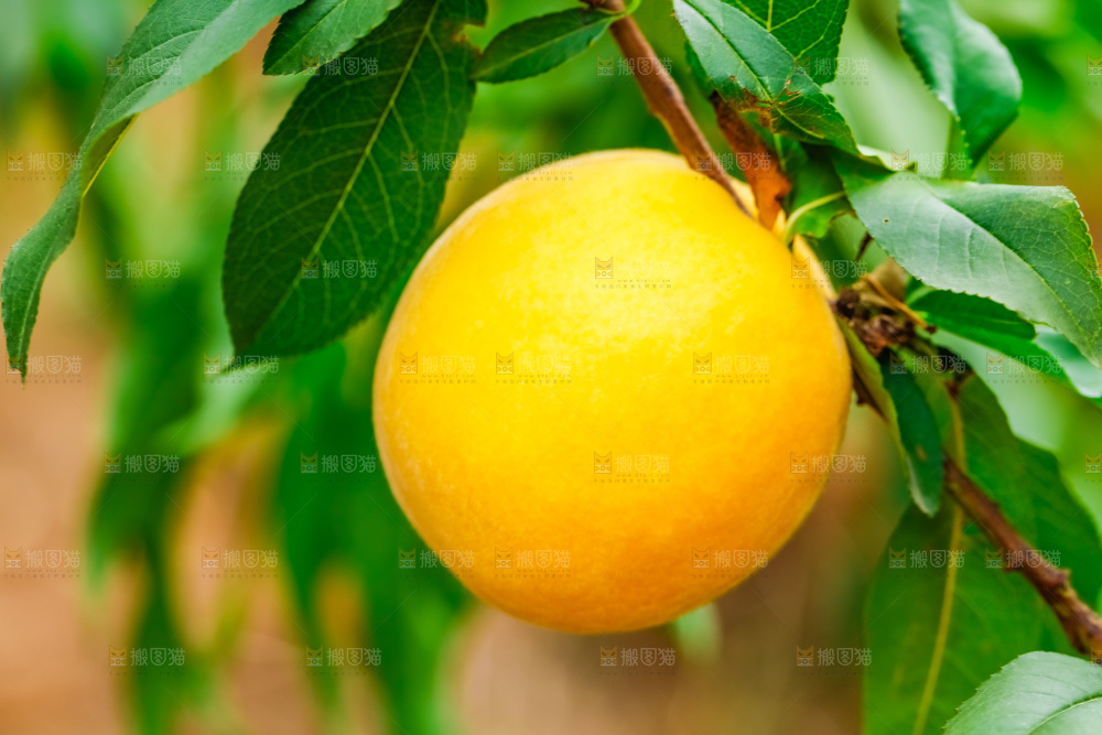 桃树上结的黄桃