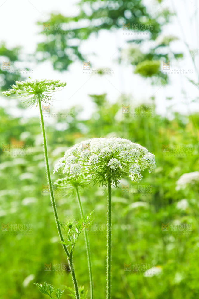 野胡萝卜花