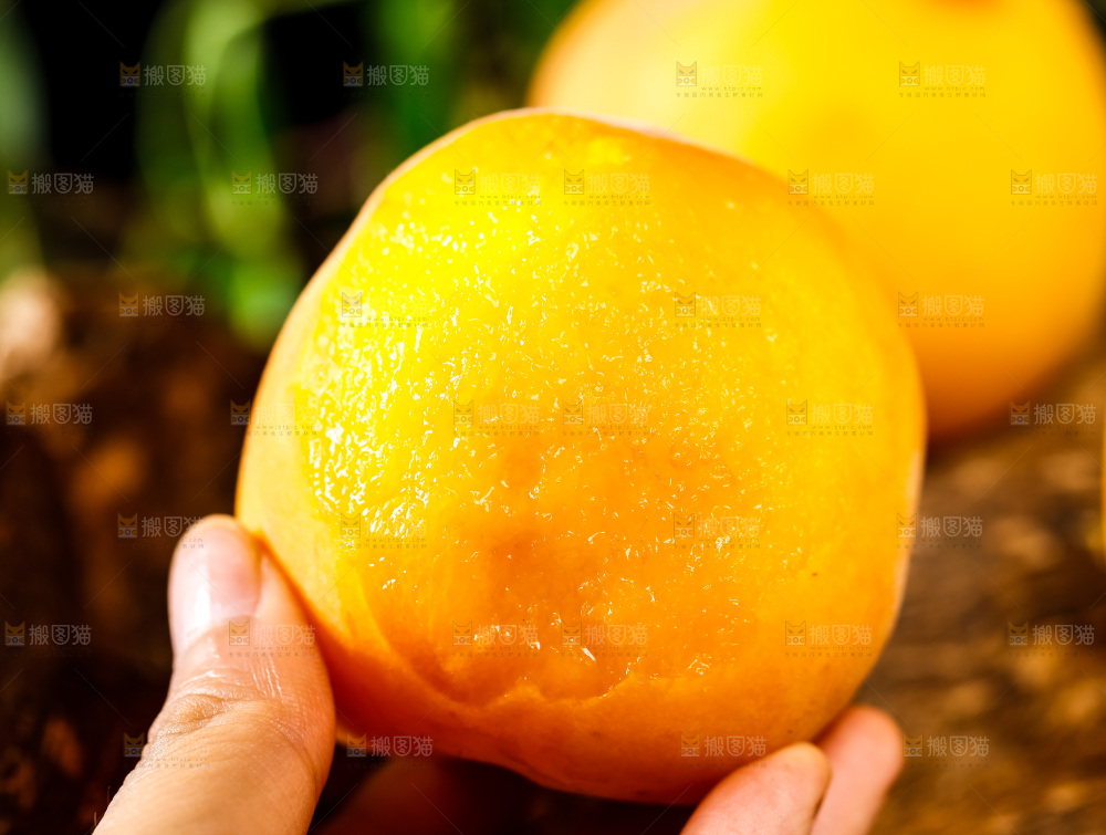 砀山黄桃