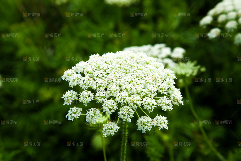 野胡萝卜花