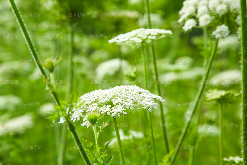 野胡萝卜花