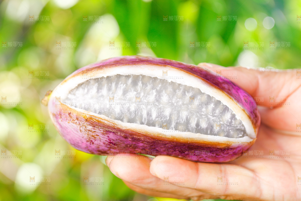 手里拿着新鲜八月瓜