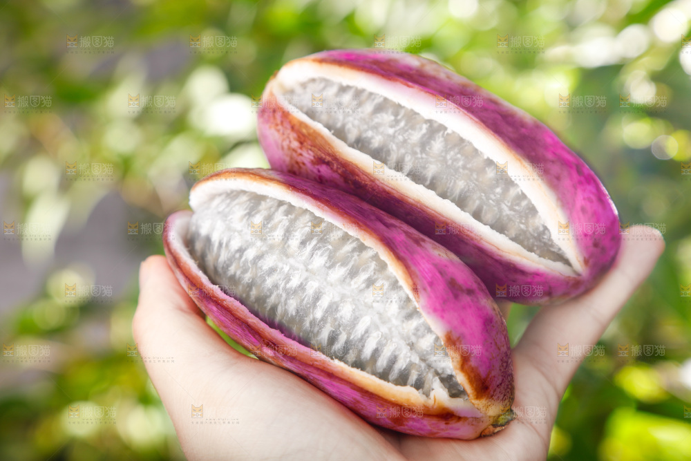 手里拿着新鲜八月瓜