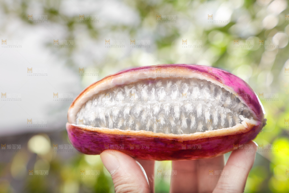 手里拿着新鲜八月瓜