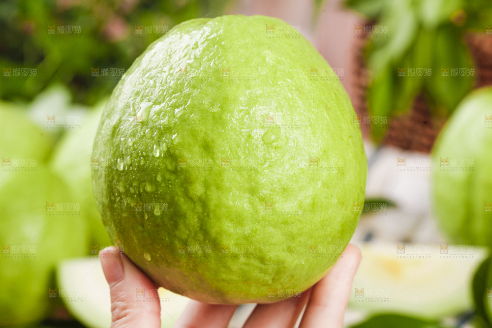 手里捧着白心芭乐