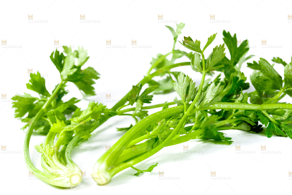 白底上的小芹菜