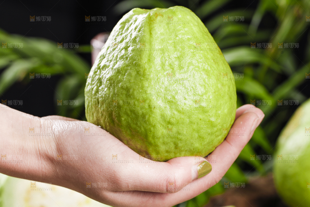 手里拿着广西白心芭乐