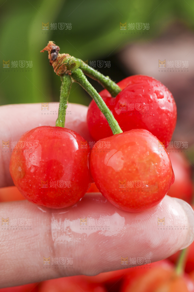 手里拿着黄樱桃