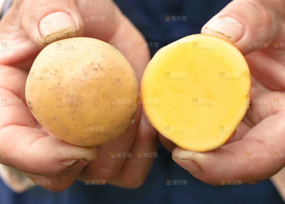 手里拿着云南小土豆